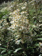 Olearia megalophylla (F. Müll.) F. Müll. resmi