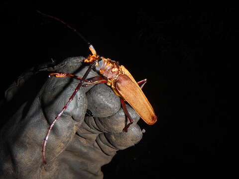 Image of Orthomegas maryae (Schmid 2011)