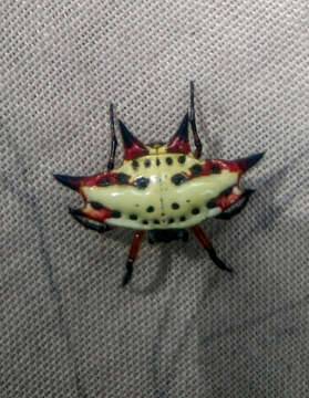 Image of Gasteracantha sanguinolenta C. L. Koch 1844