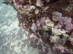 Image of blue-knuckled hermit