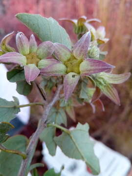 Image of Humbertiella foliosa (Hochr. & Humbert) L. J. Dorr