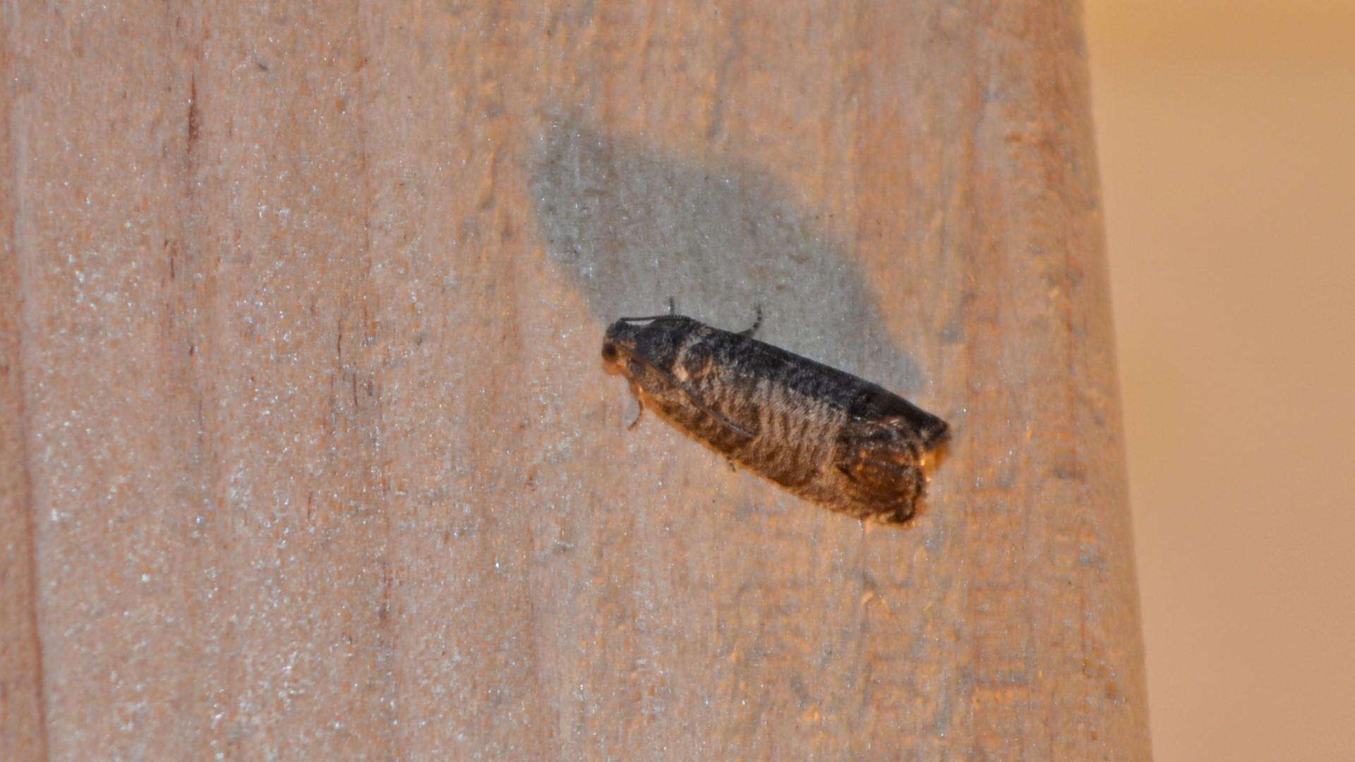 Image of codling moth