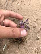 Image of River Broom-Rape