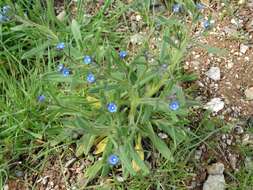 Image of Gastrocotyle macedonica (Degen & Dörfl.) Bigazzi, Hilger & Selvi