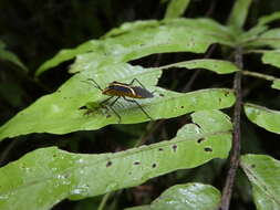 Plancia ëd Hypselonotus linea (Fabricius 1803)