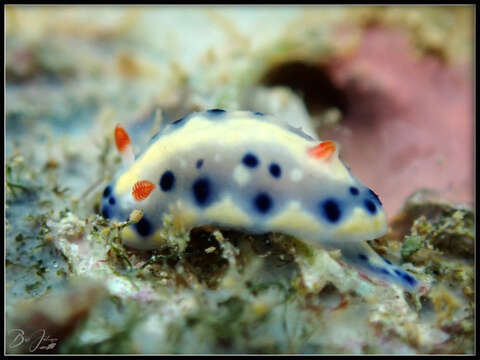 Image of Red gilled yellow spotted green slug