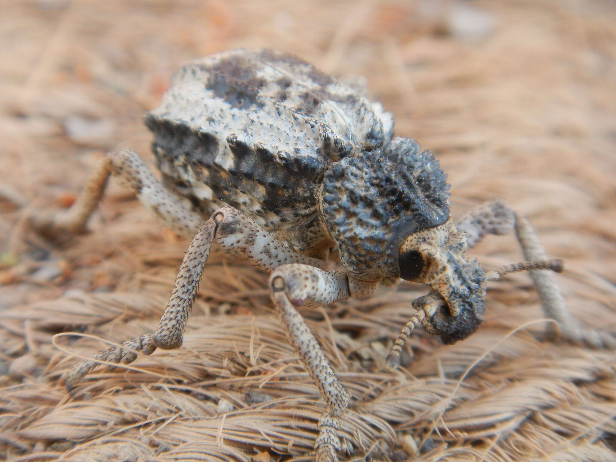 Image of Brachycerus tauriculus (Sparrman & A. 1785)