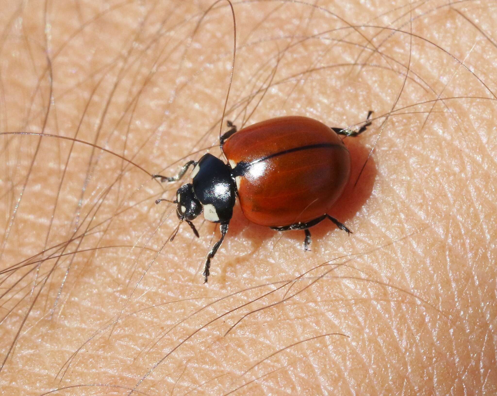 Image of California Lady Beetle