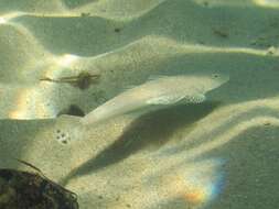 Image of Bluespot flathead