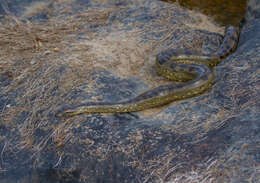 Image of Green anaconda