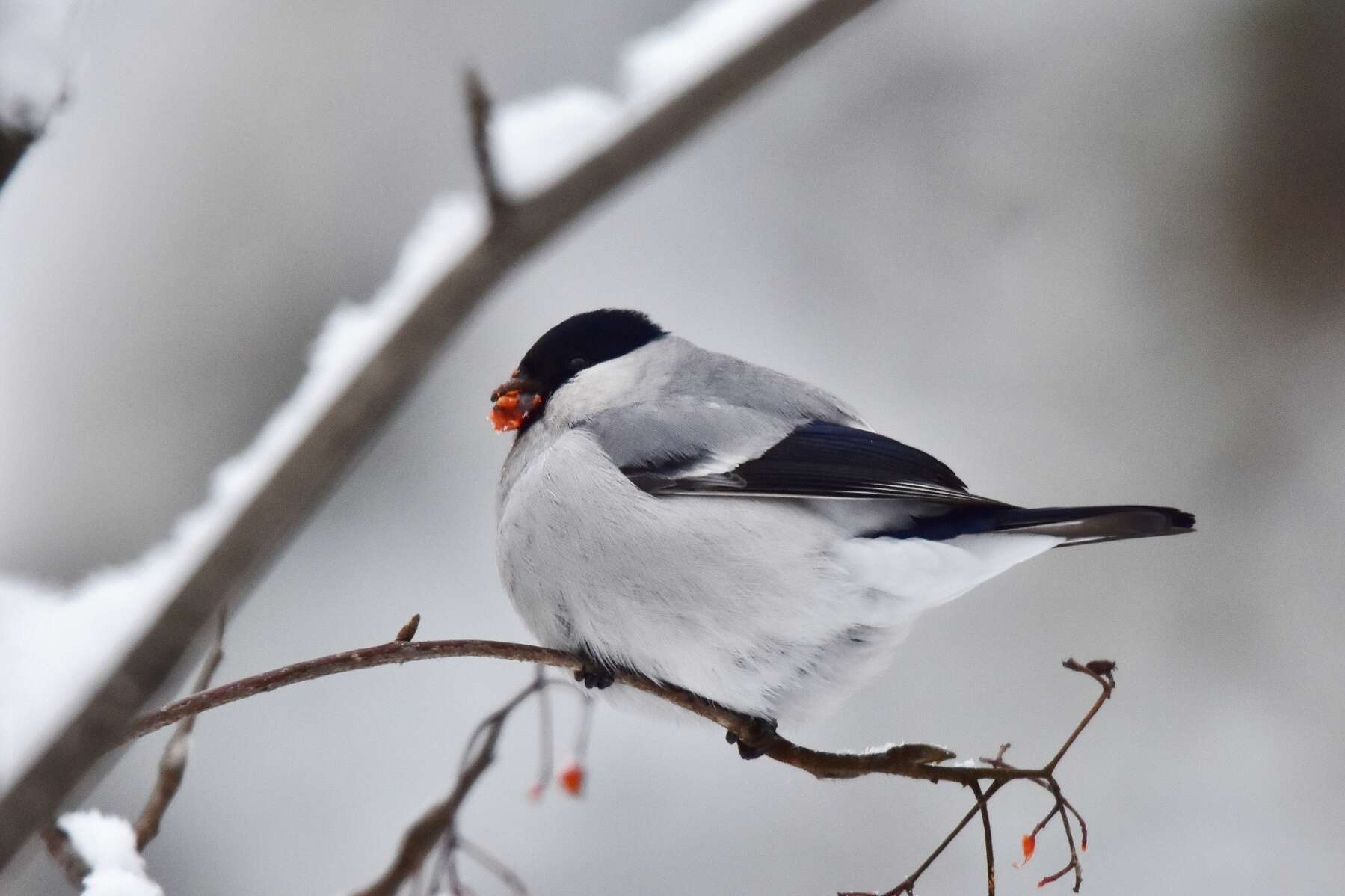 Image of Baikal Bullfinch