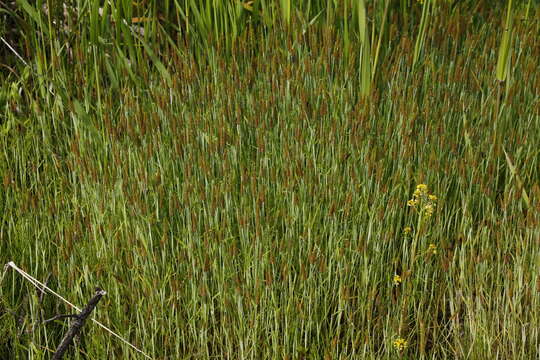 Image of Orange Foxtail