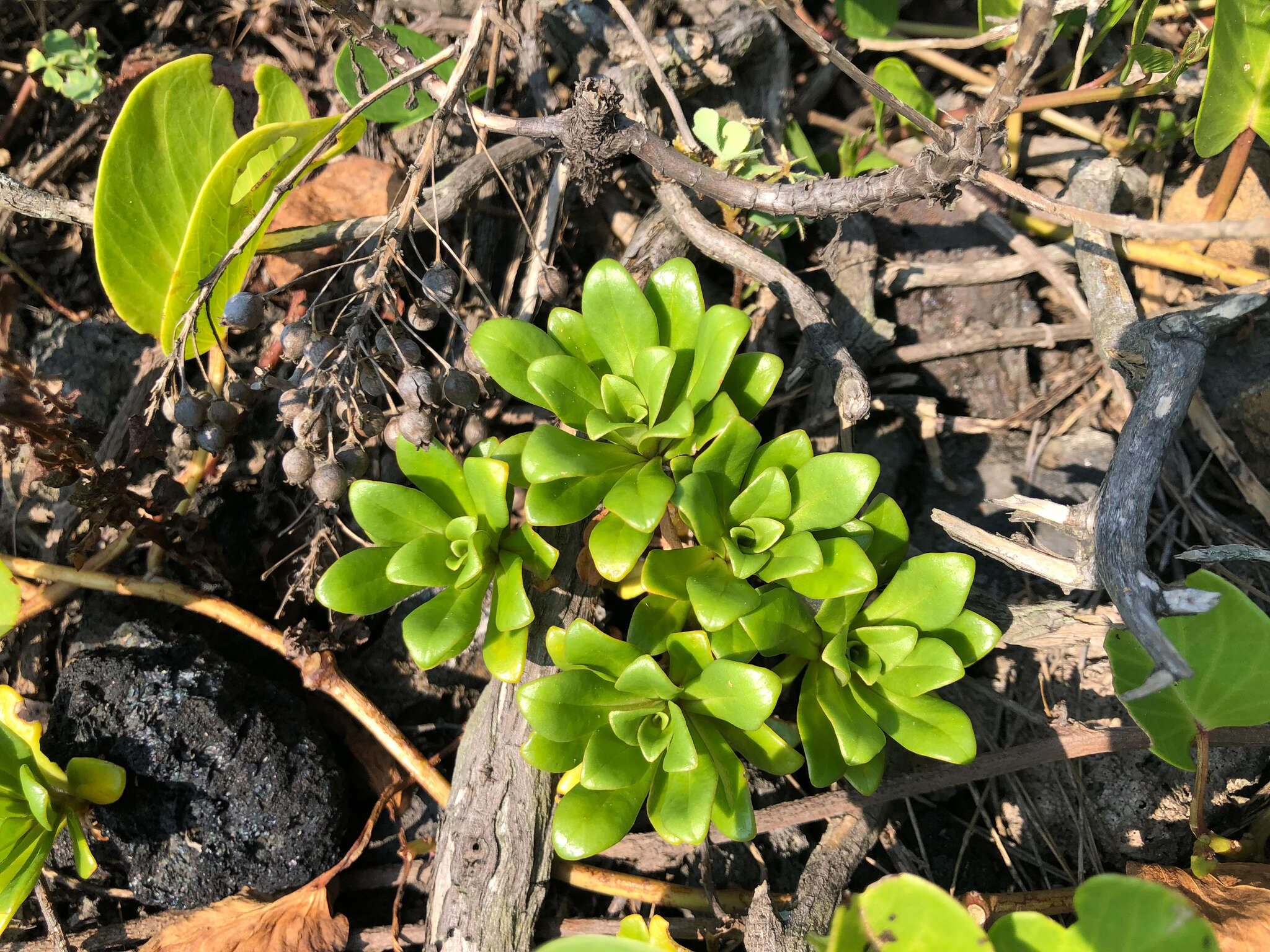 Image of spoonleaf yellow loosestrife