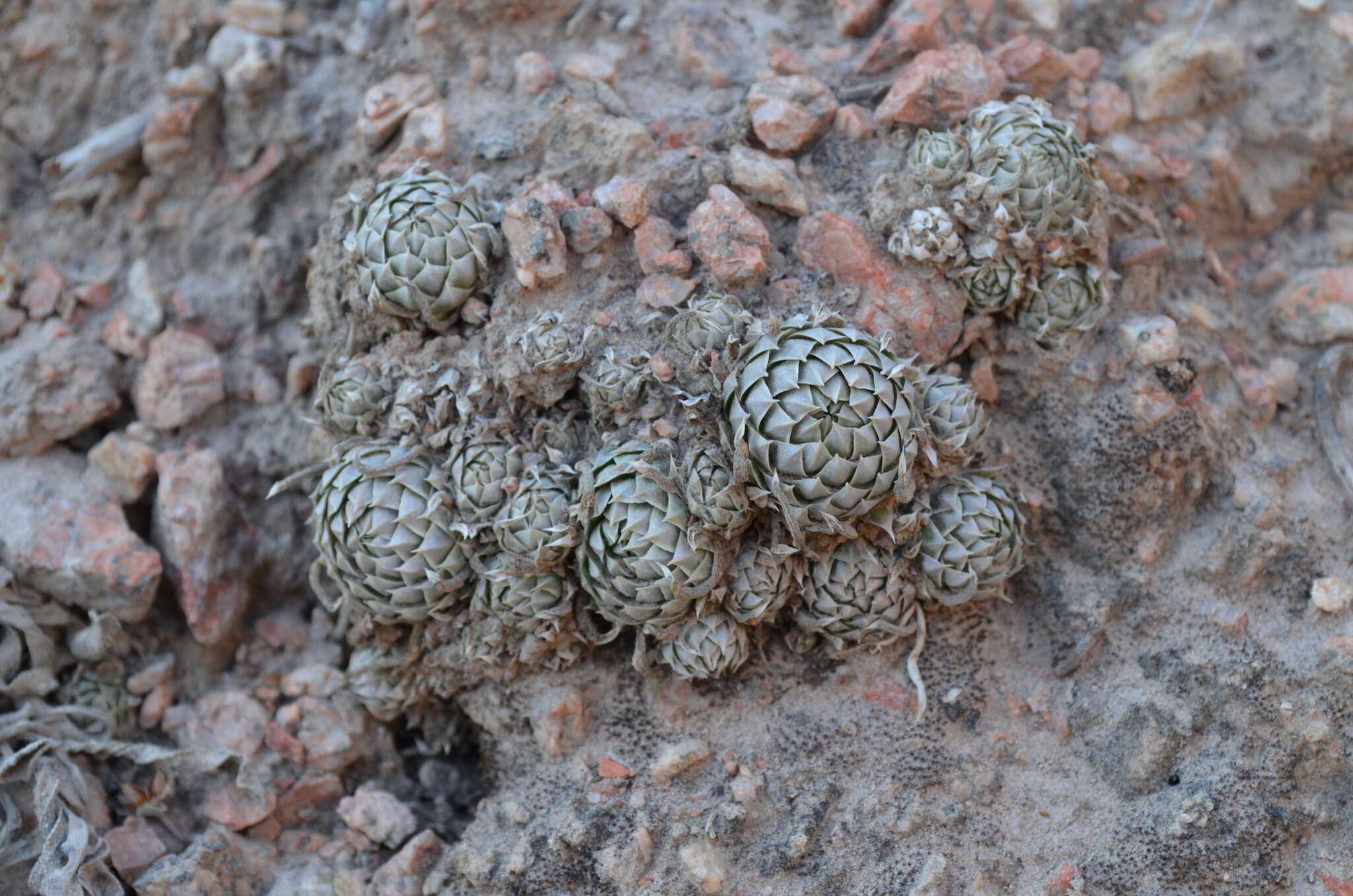 Image de Orostachys thyrsiflora (DC.) Fisch. ex Sweet