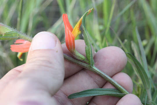 Image of longleaf Indian paintbrush