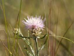 Image of Centaurea margaritalba Klok.