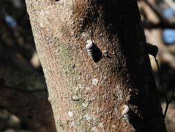 Image of Cerithidea anticipata Iredale 1929