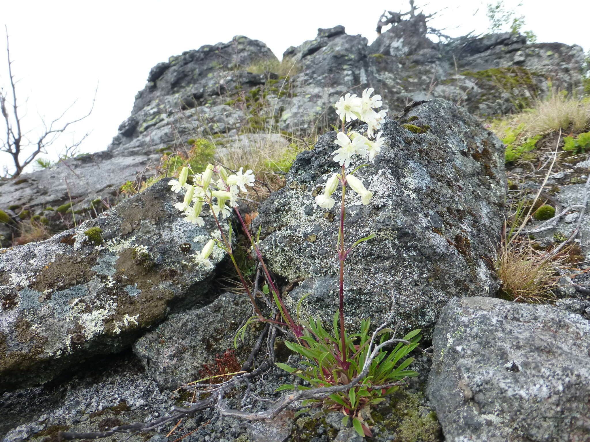 Image of Silene paucifolia Ledeb.