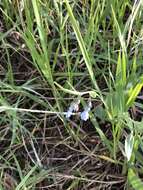 Image of prairie bluebells