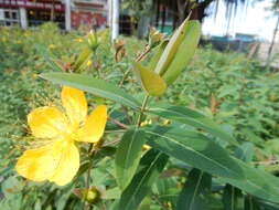 Image of Hypericum geminiflorum Hemsl.