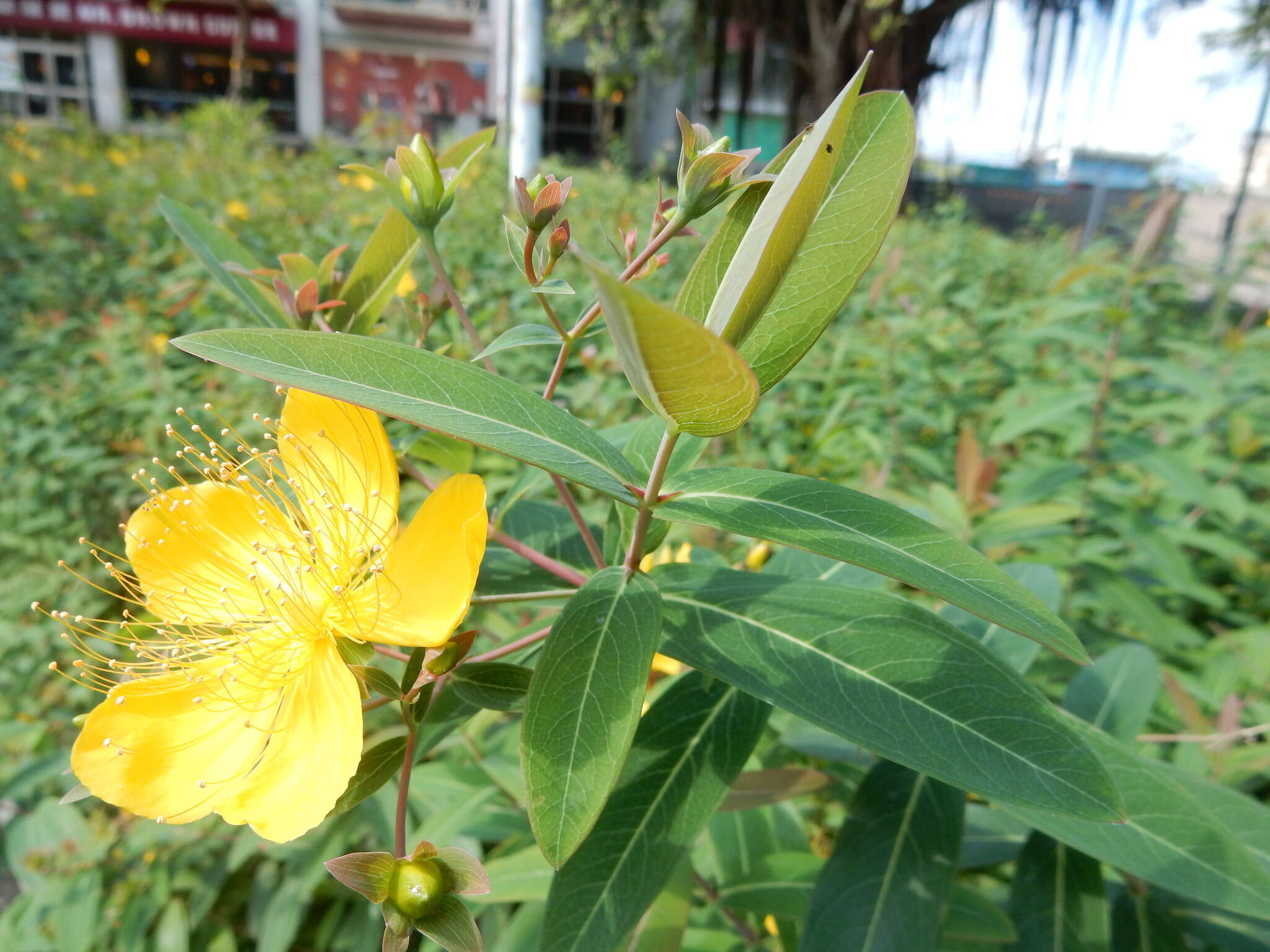 Image of Hypericum geminiflorum Hemsl.