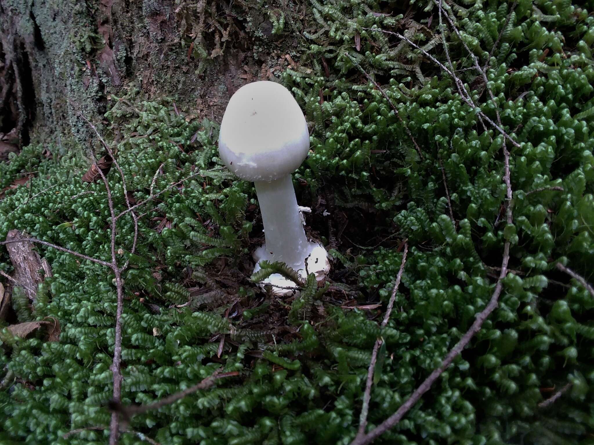 Image of Amanita aestivalis Singer 1959