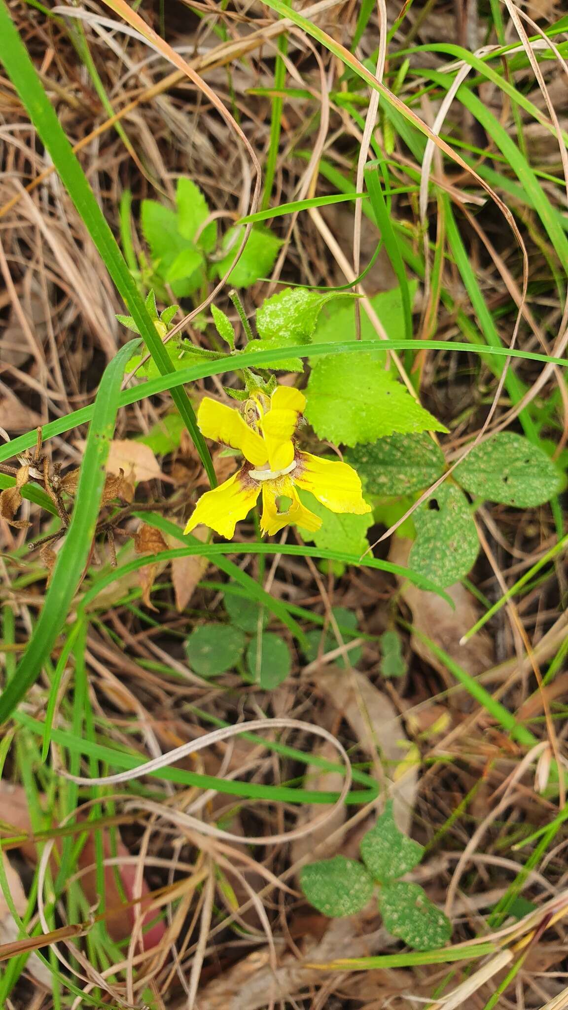 Image of Goodenia grandiflora Sims