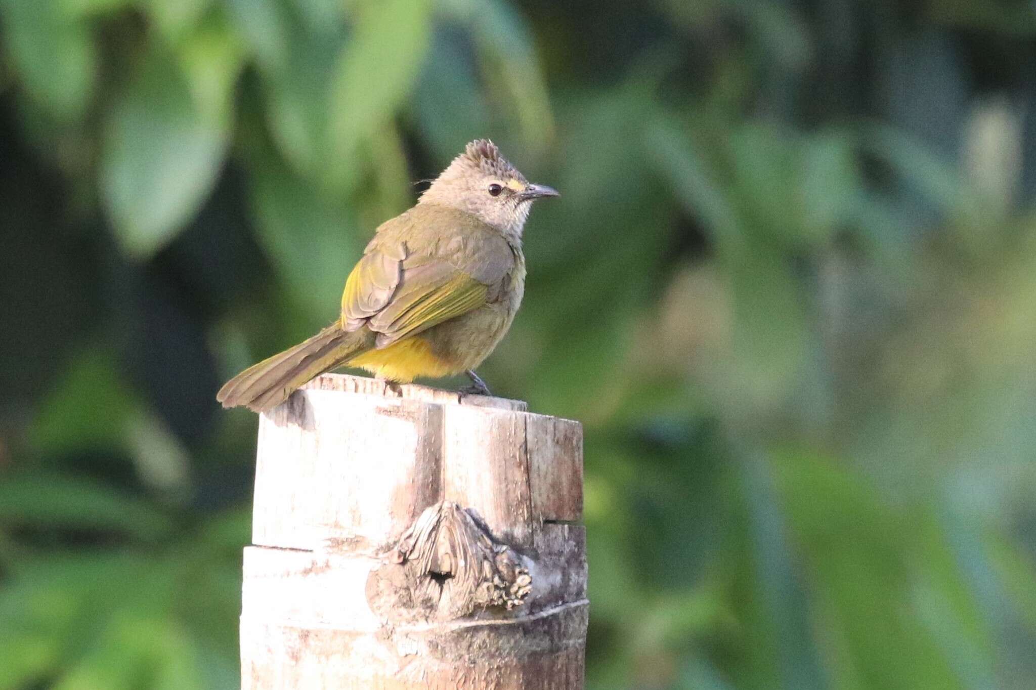 Image of Flavescent Bulbul