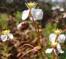 Image of Kewa salsoloides (Burch.) Christenhusz et al.