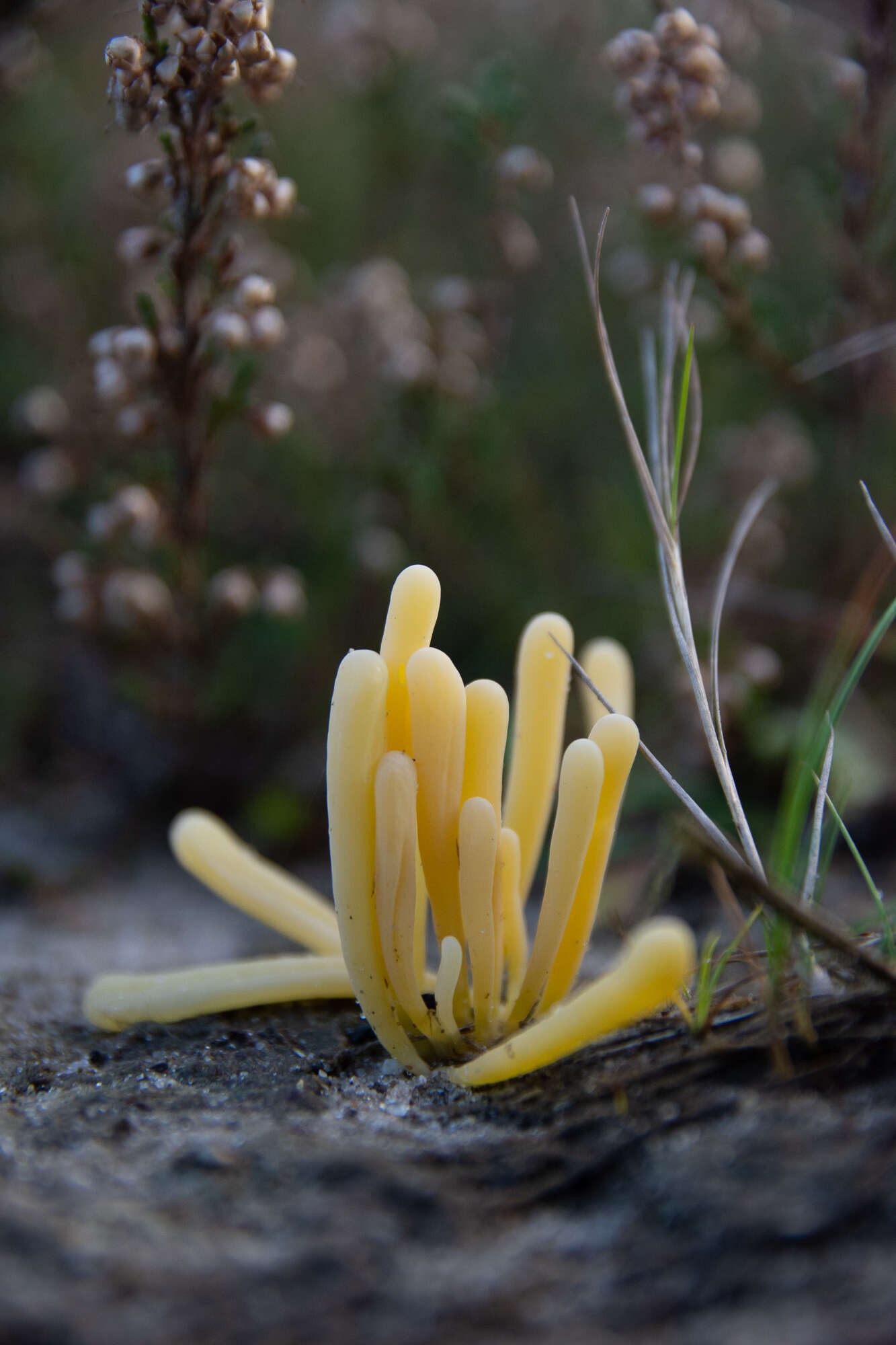 Image of Clavaria argillacea Pers. 1797