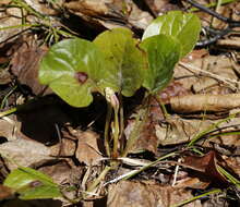 Image of liverleaf wintergreen