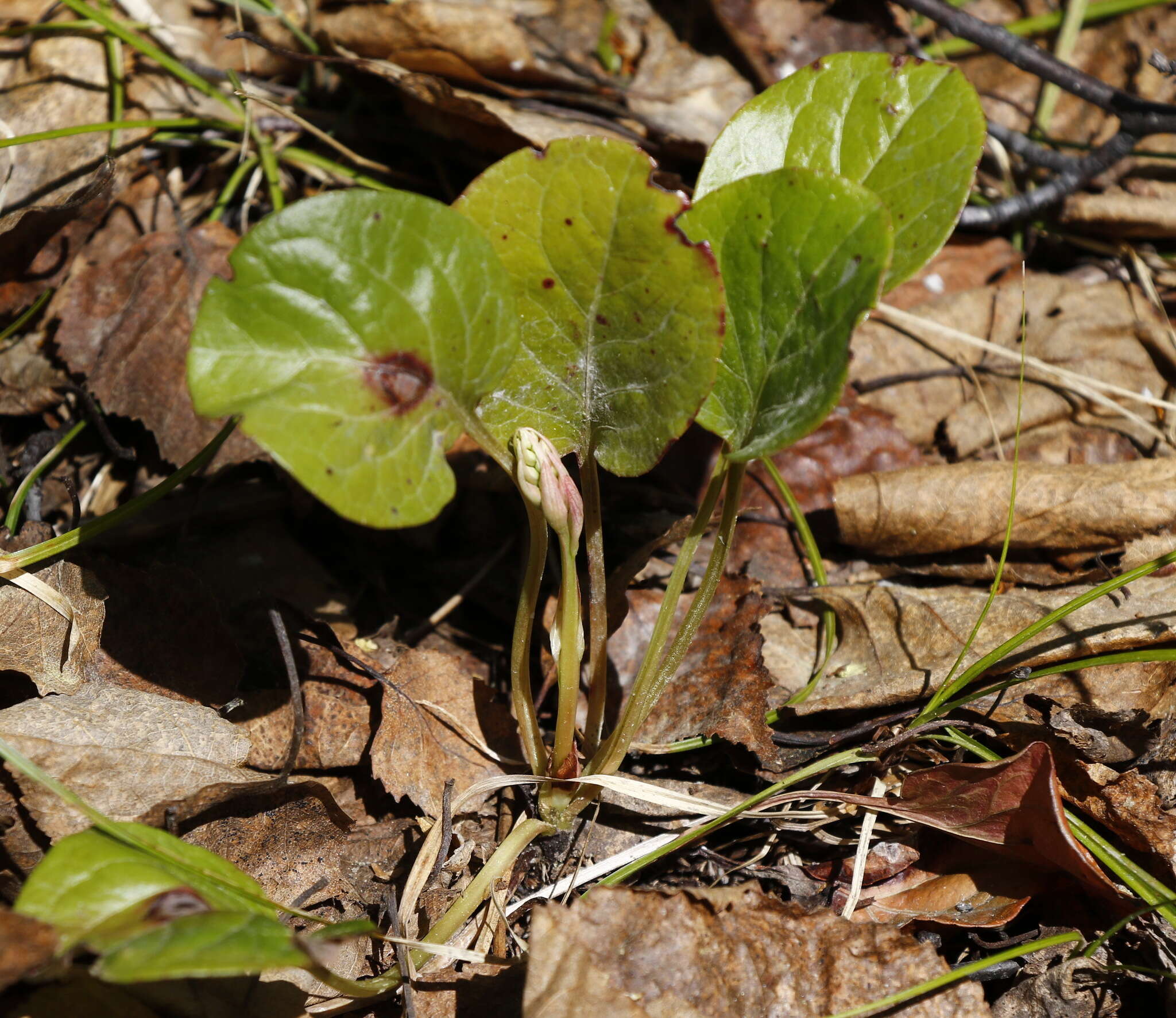 Image of liverleaf wintergreen