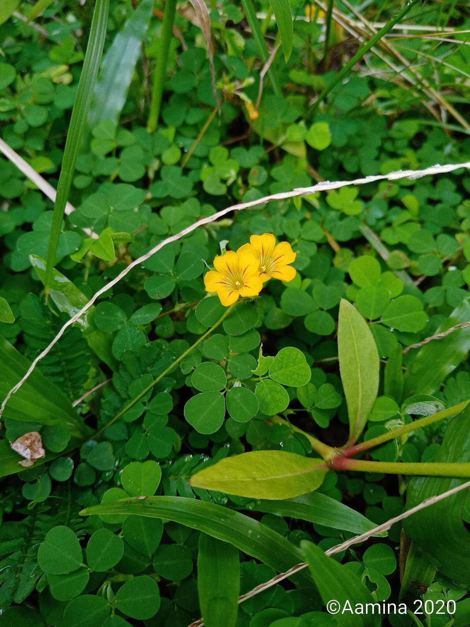 Image of Biophytum sensitivum (L.) DC.