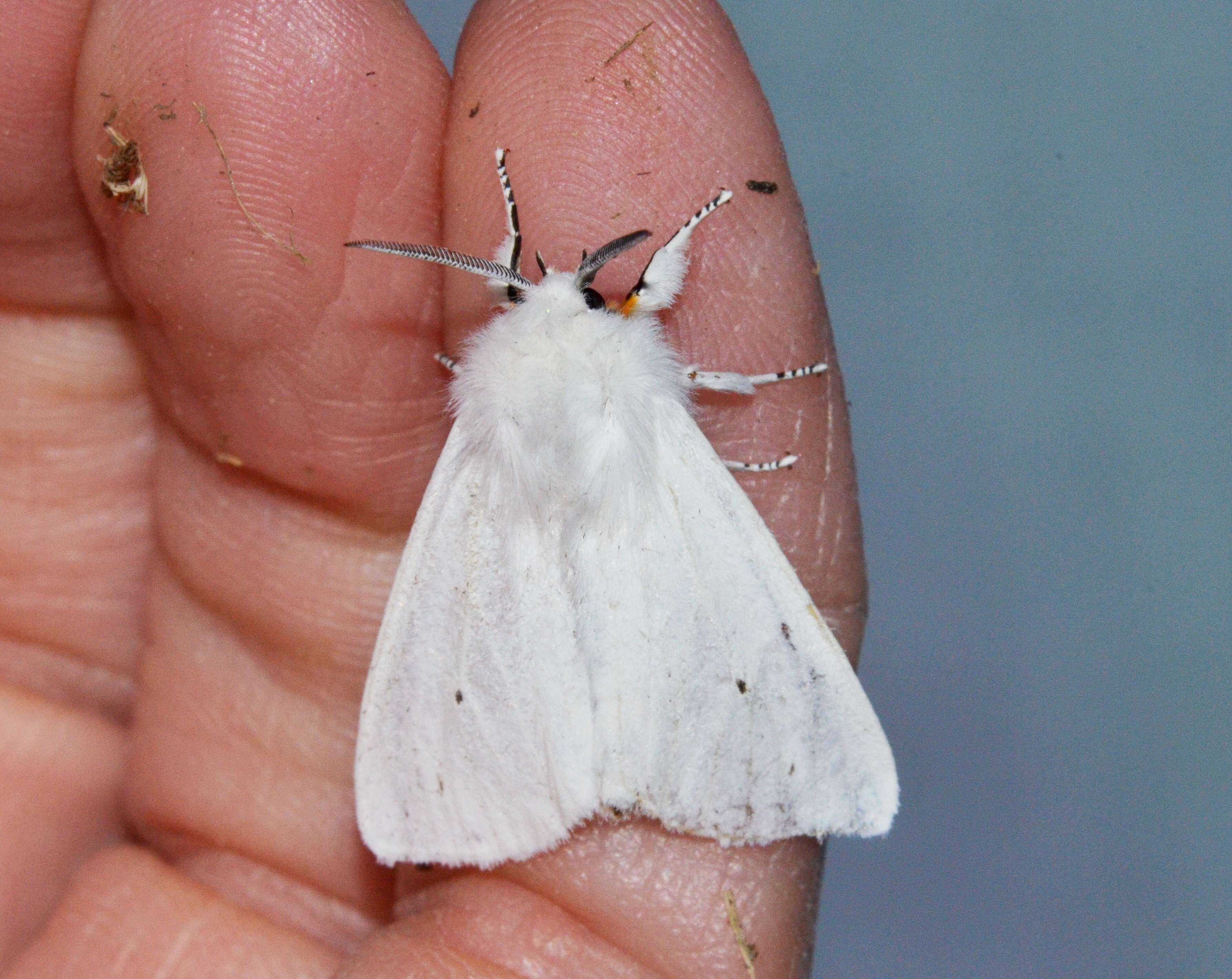 Imagem de Spilosoma virginica Fabricius 1798