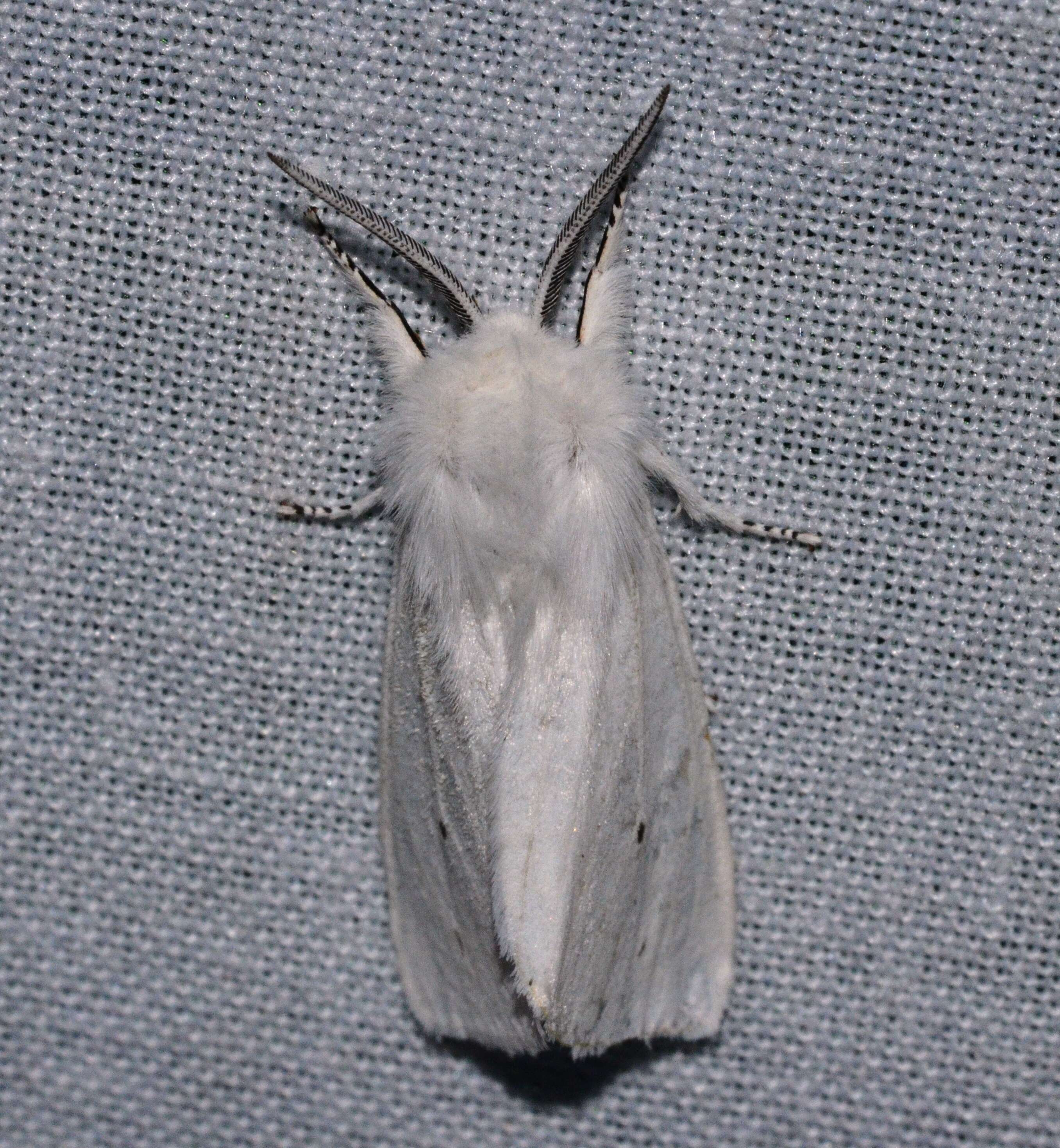 Imagem de Spilosoma virginica Fabricius 1798