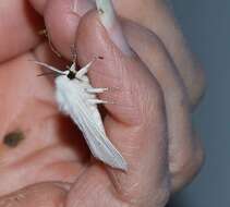 Image of Virginian Tiger Moth