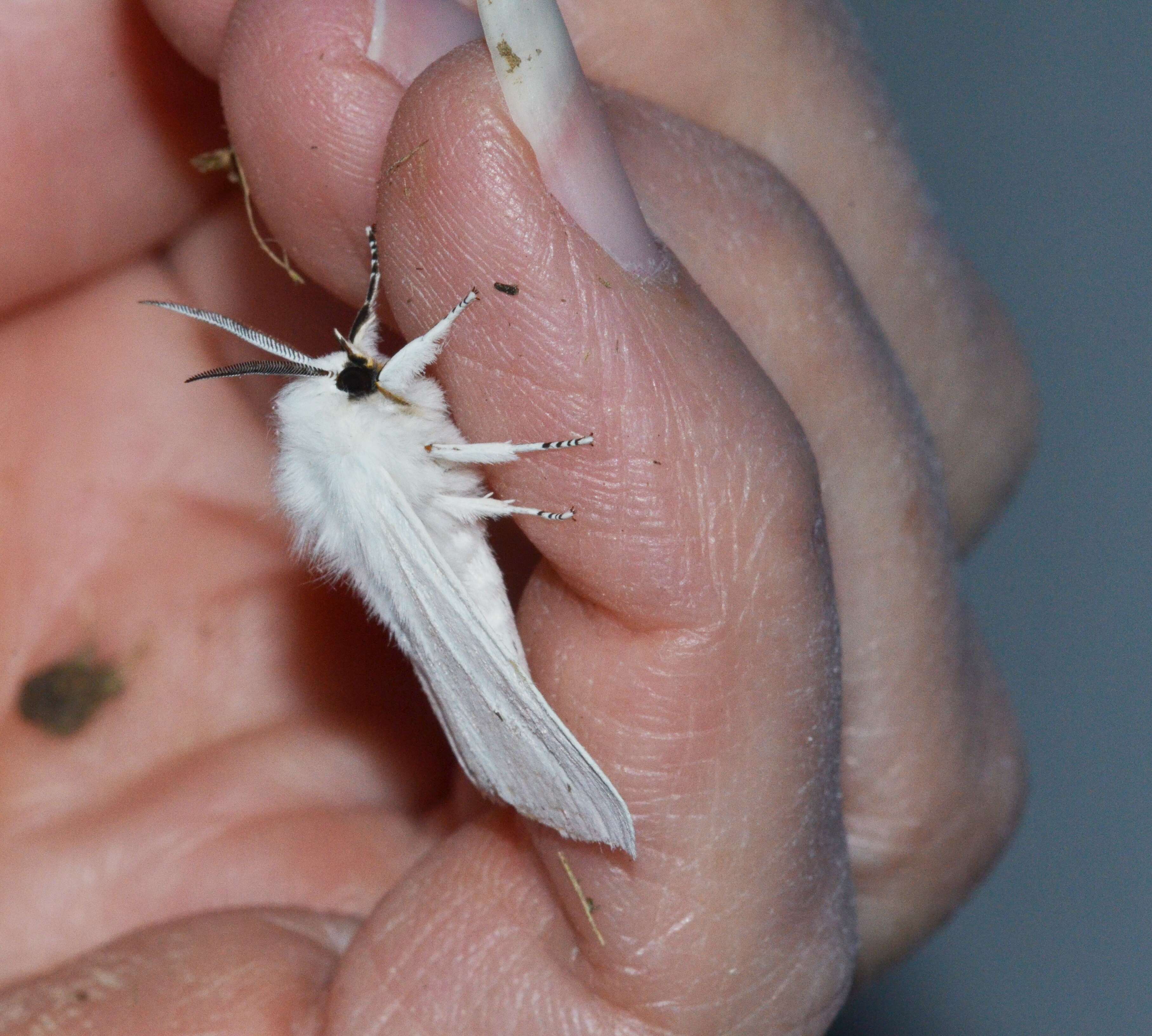 Imagem de Spilosoma virginica Fabricius 1798