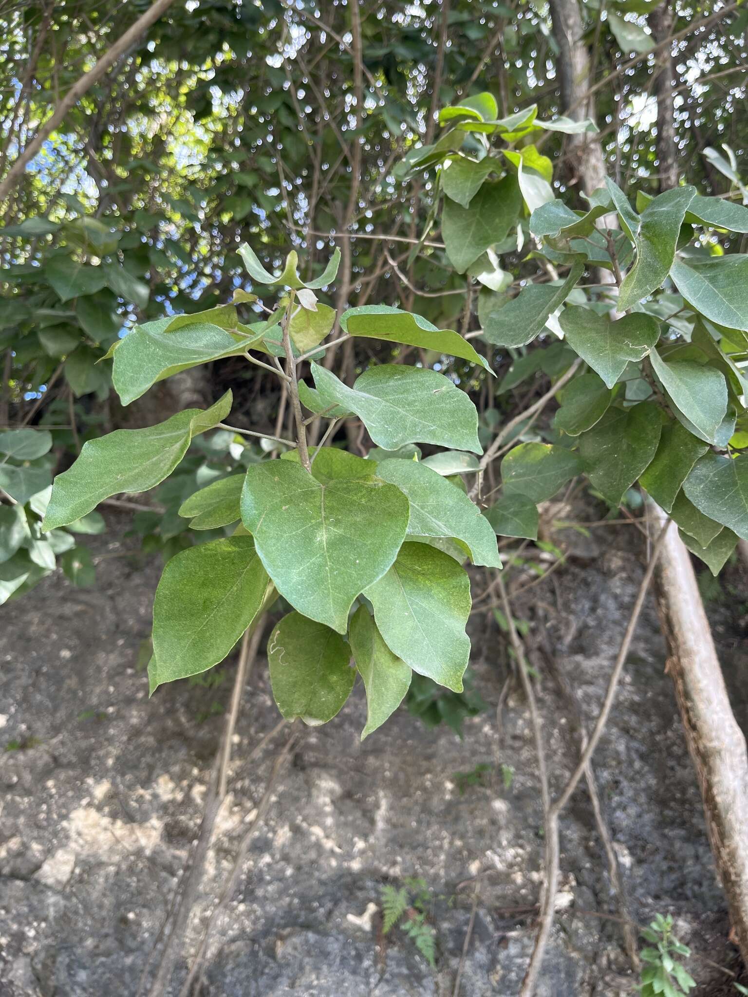 Image of Croton arboreus Millsp.