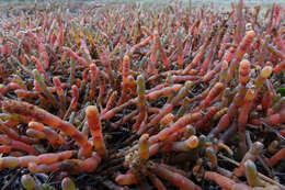 Sivun Salicornia quinqueflora Bunge ex Ung.-Sternb. kuva