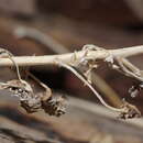 Image of leafy rockdaisy