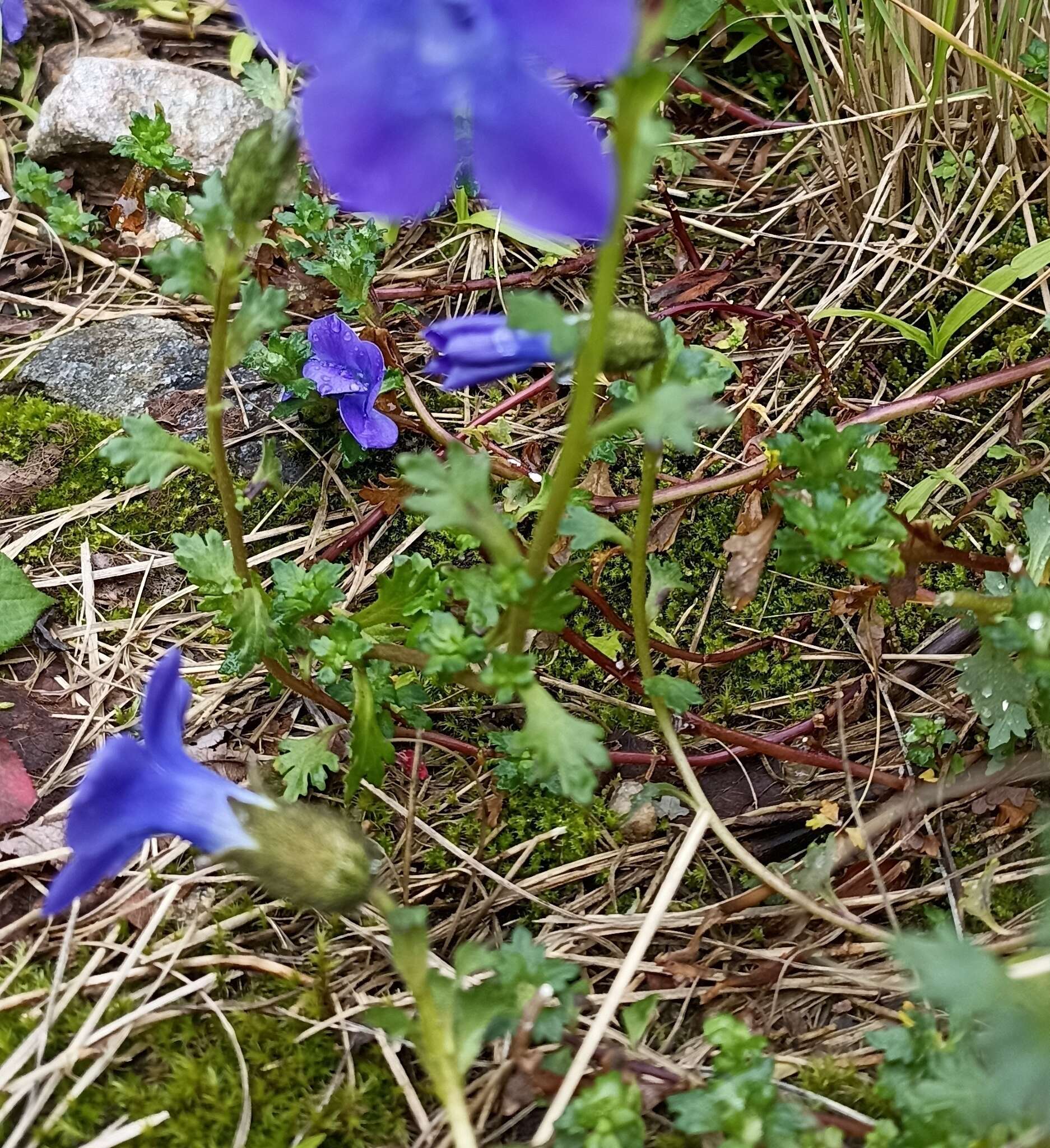 Image of Cyananthus lobatus Wall. ex Benth.