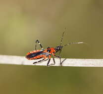 صورة Trachylestes Stål 1868