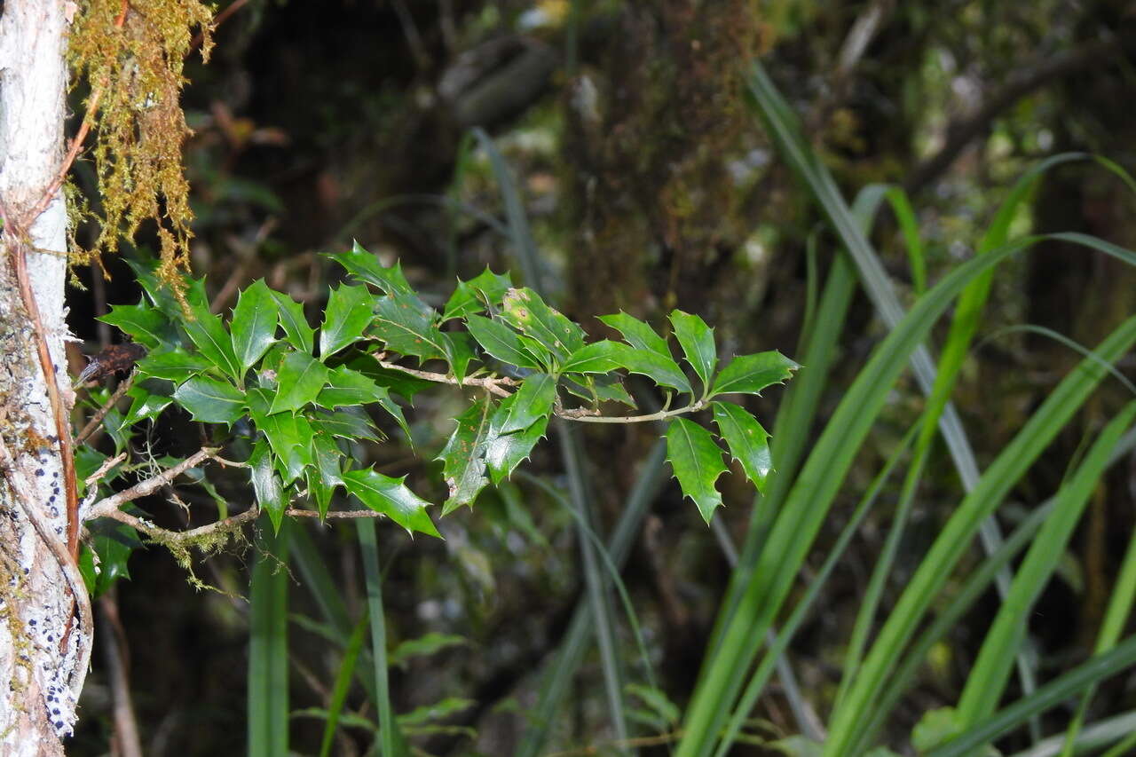 Image of holly osmanthus