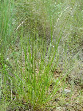 صورة Melica bulbosa Porter & J. M. Coult.