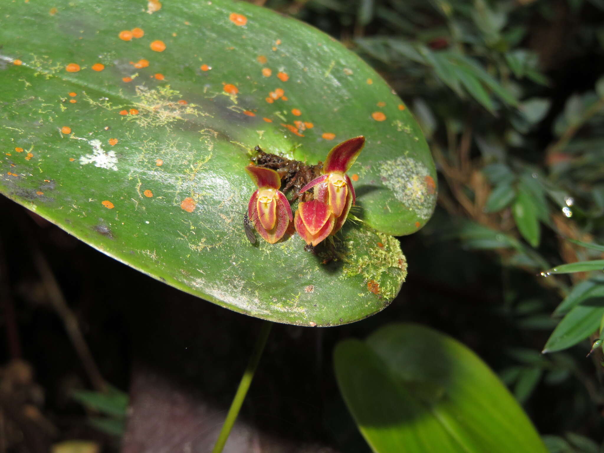 Image of Pleurothallis matudana C. Schweinf.