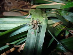 صورة Ctenidae