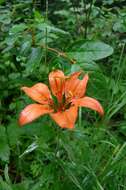 Lilium philadelphicum L. resmi