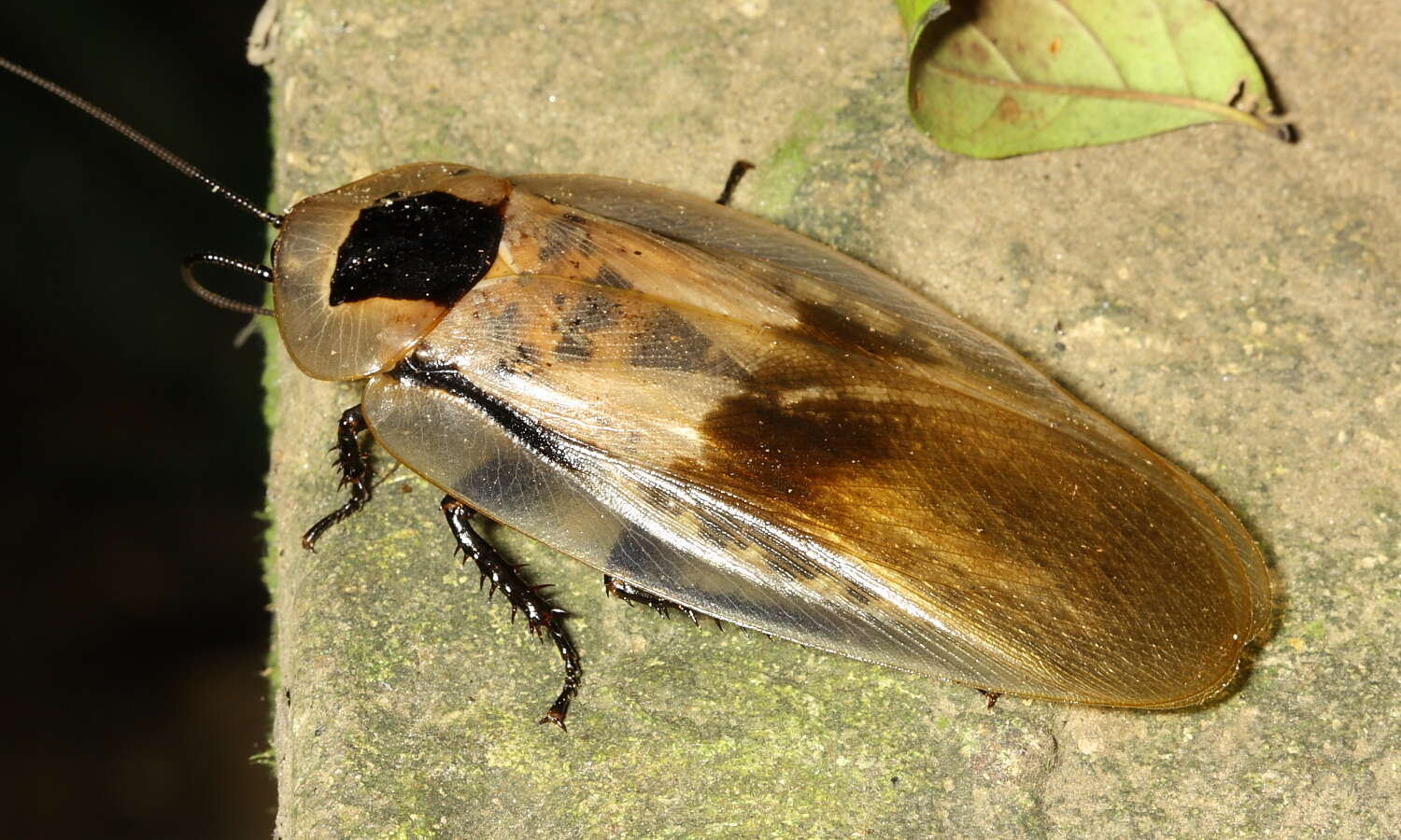 صورة Blaberus giganteus (Linnaeus 1758)