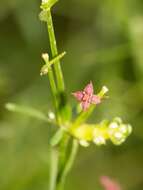 Plancia ëd Galium wrightii A. Gray