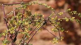 Image of Galium monticola Sond.